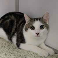 LUPIN, chat à adopter