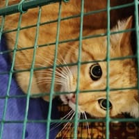 ROUCKY, chat à adopter