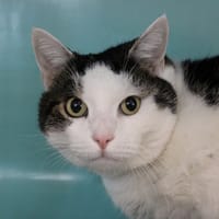 Silver, chat à adopter