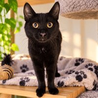 SALEM, chat à adopter