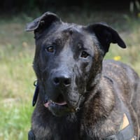 KARABASH CHAO, chien à adopter