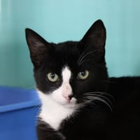 Trombone, chat à adopter