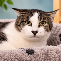 MUFASA, chat à adopter