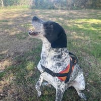 PETER, chien à adopter