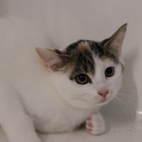 Betty, chatte à adopter