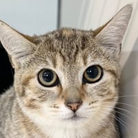 Jiu, chatte à adopter