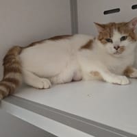 MOLLY, chatte à adopter