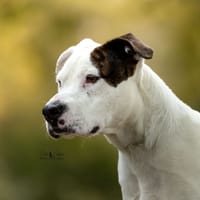 Argos, chien à adopter