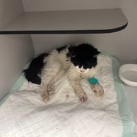 PEPITA, chatte à adopter
