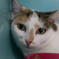 NIKKI, chatte à adopter