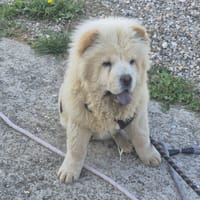 RIDLEY, chienne à adopter