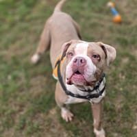 ZOE, chienne à adopter