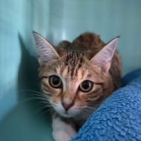 Bella, chatte à adopter