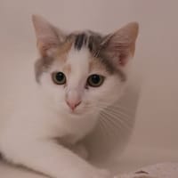 SARA, chatte à adopter