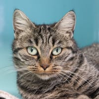 Bulle, chatte à adopter