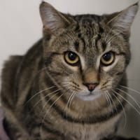 ROOD, chat à adopter