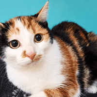 ALLY, chatte à adopter