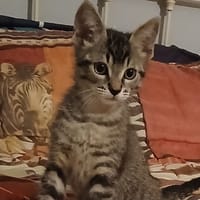 Mixou, chat à adopter