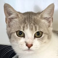 JITSU, chatte à adopter