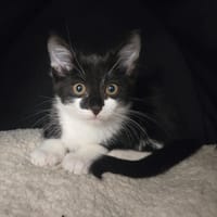 STELLA, chatte à adopter
