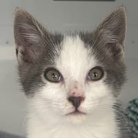 AZRIEL, chat à adopter