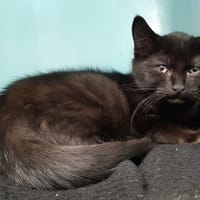 Wombat, chat à adopter