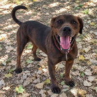 ZEUS, chien à adopter