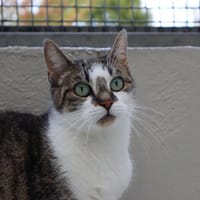 LOUNA, chatte à adopter