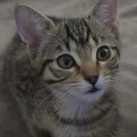 TIGRESSE (réservée), chatte à adopter