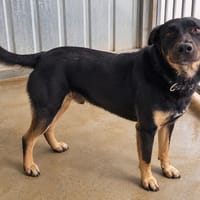 Bonnie, chienne à adopter