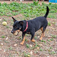 Kusco, chien à adopter