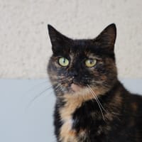OSIRIS, chatte à adopter