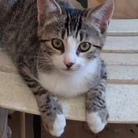 Tempo, chatte à adopter