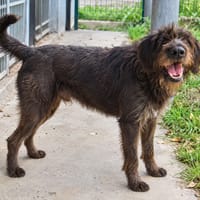 TOSKAA, chienne à adopter
