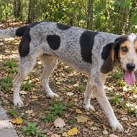 Cesar, chien à adopter