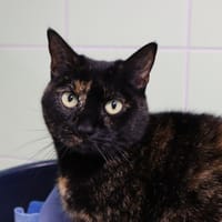 CANELLE, chatte à adopter