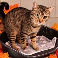GROGU C, chat à adopter