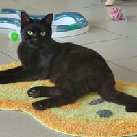 MIDAS QCT, chat à adopter