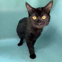 VENUS, chatte à adopter