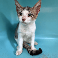PLUTON, chat à adopter