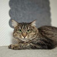 RIGA, chatte à adopter