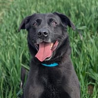NARCOS, chien à adopter