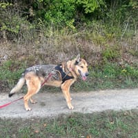 Sniper, chien à adopter