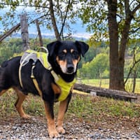 Jappy, chien à adopter
