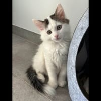 COSMO, chat à adopter