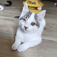PAOLO, chat à adopter