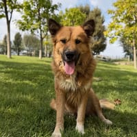 Tibet, cane da adottare