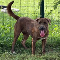 Asia, cane da adottare