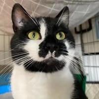 Astra de Marolles, chatte à adopter