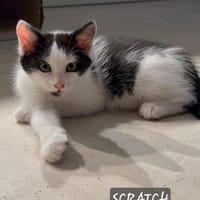 Scratch, chat à adopter